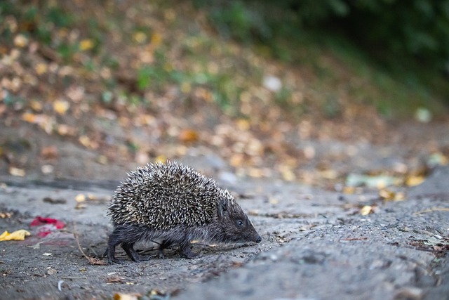 全球范围内 全球范围内