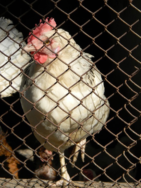 涨船高的背 涨船高的背